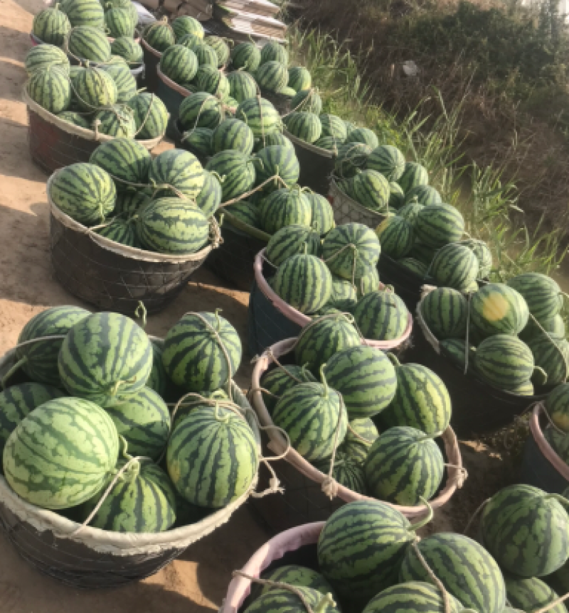 【平台力推】山东8424西瓜甄选西瓜大量上市价格可