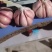 【万人抢购】紫皮大蒜山东精品紫皮蒜诚信经营量大从优