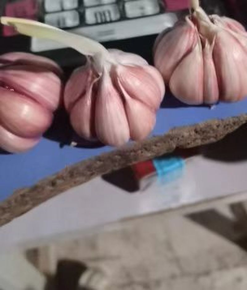 【万人抢购】紫皮大蒜山东精品紫皮蒜诚信经营量大从优