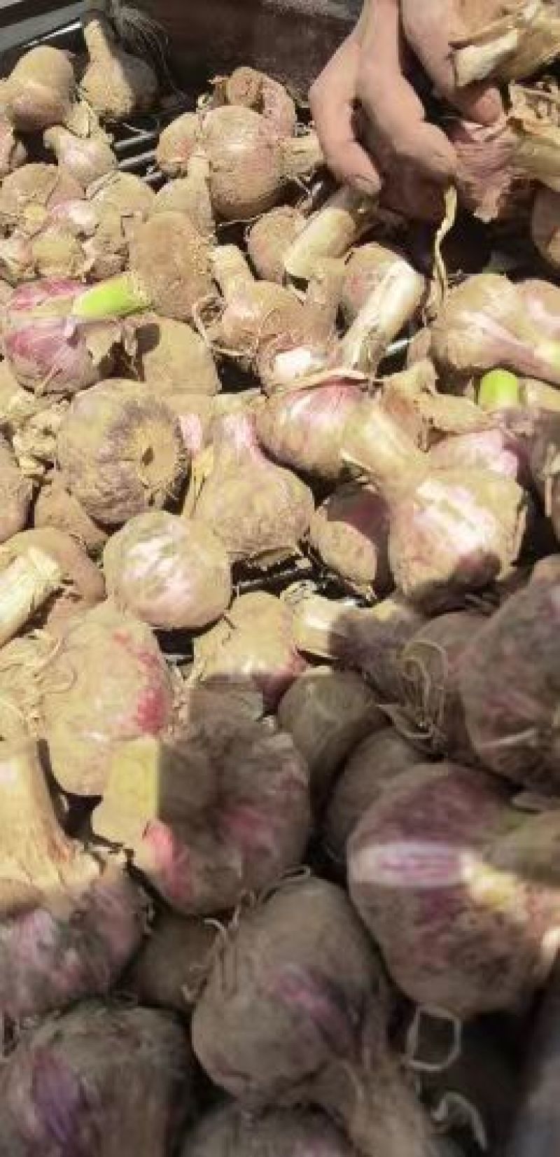 【万人抢购】紫皮大蒜山东精品紫皮蒜诚信经营量大从优