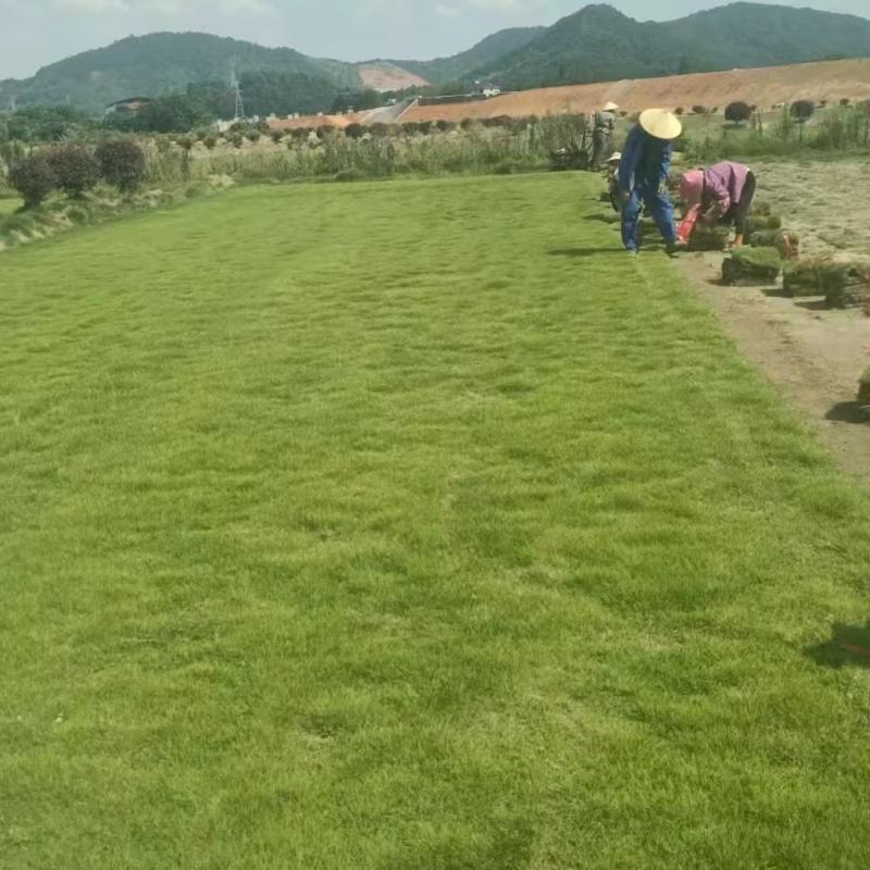 兰引三号草坪草支持视频看货，可发往全国市场