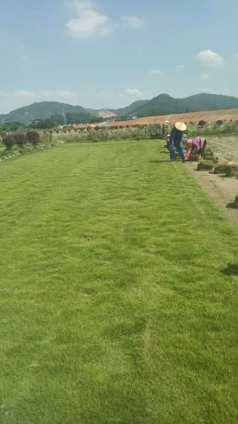 兰引三号草坪草支持视频看货，可发往全国市场