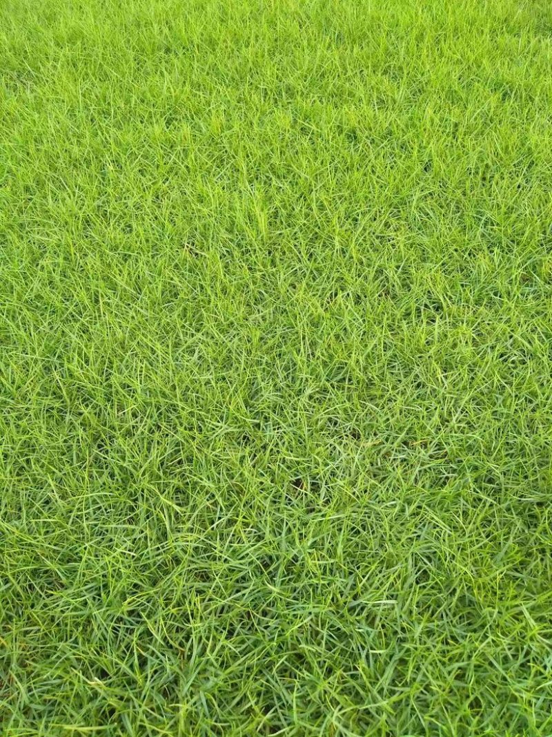 兰引三号草坪草支持视频看货，可发往全国市场