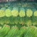 【实力推荐】红帽蒜薹甄选山东蒜薹品质好价格优