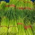 【实力推荐】红帽蒜薹甄选山东蒜薹品质好价格优