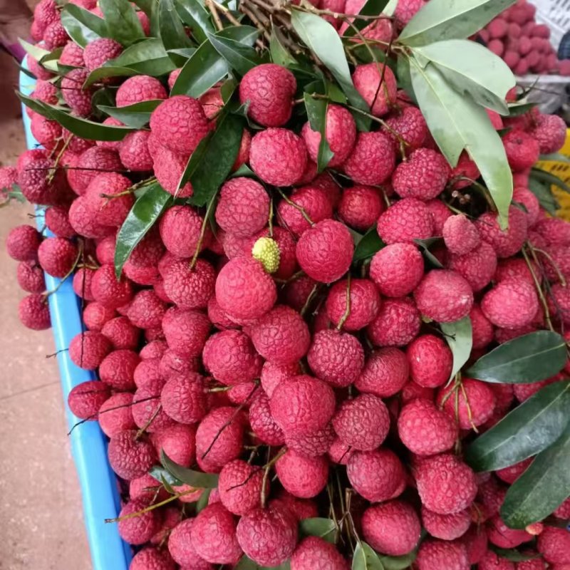 【妃子笑】精品荔枝妃子笑荔枝清甜爽口甜度高质量保证，