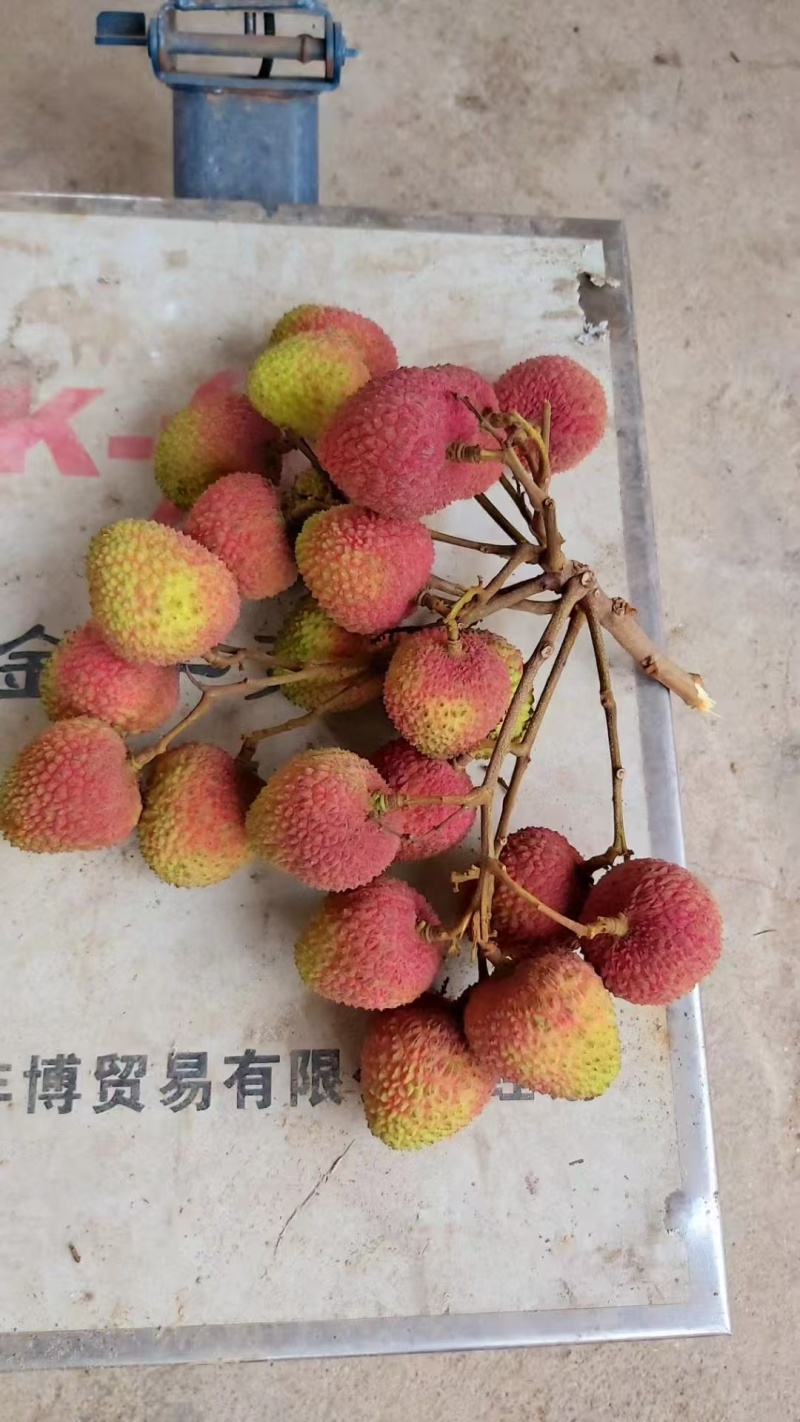 【妃子笑】精品荔枝妃子笑荔枝清甜爽口甜度高质量保证，