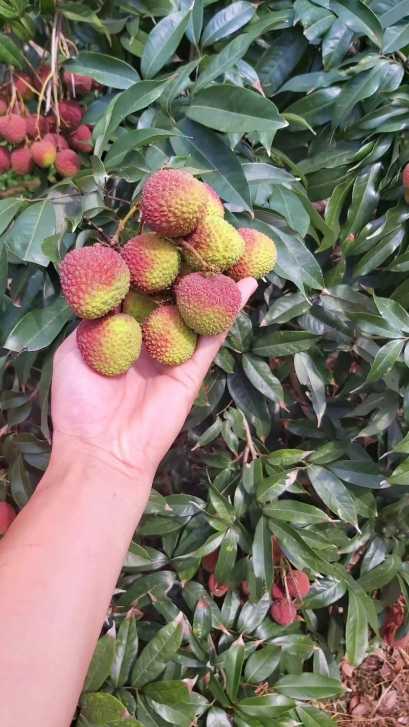 【妃子笑】精品荔枝妃子笑荔枝清甜爽口甜度高质量保证，