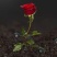 包邮【全水溶】中微量元素水溶肥钙镁铁锌硼补充钙镁