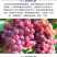 包邮【全水溶】中微量元素水溶肥钙镁铁锌硼补充钙镁