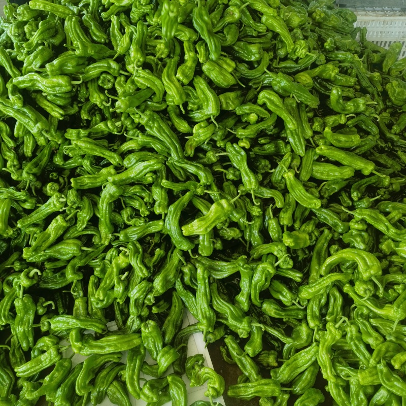 山东精品芜湖辣椒，龙椒，线椒。大量上市。