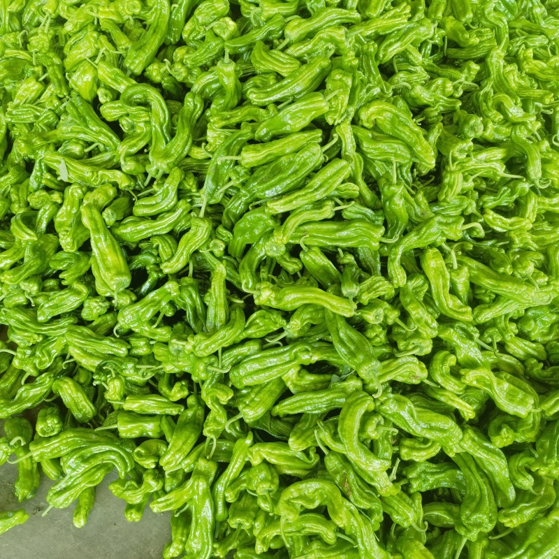 山东精品芜湖辣椒，龙椒，线椒。大量上市。