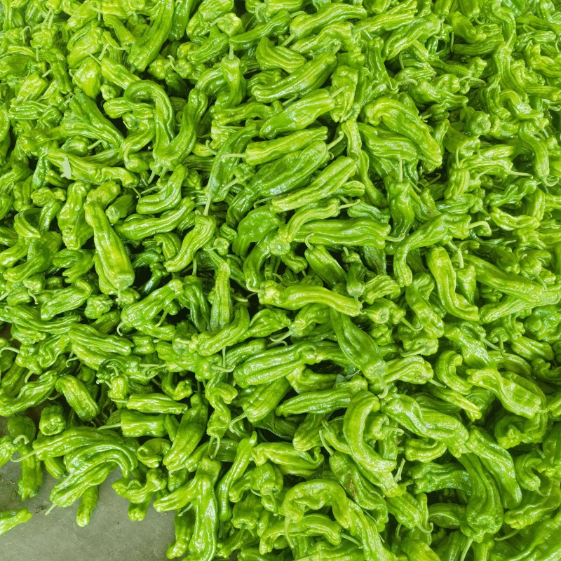 山东精品芜湖辣椒，龙椒，线椒。大量上市。