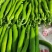 山东精品芜湖辣椒，龙椒，线椒。大量上市。