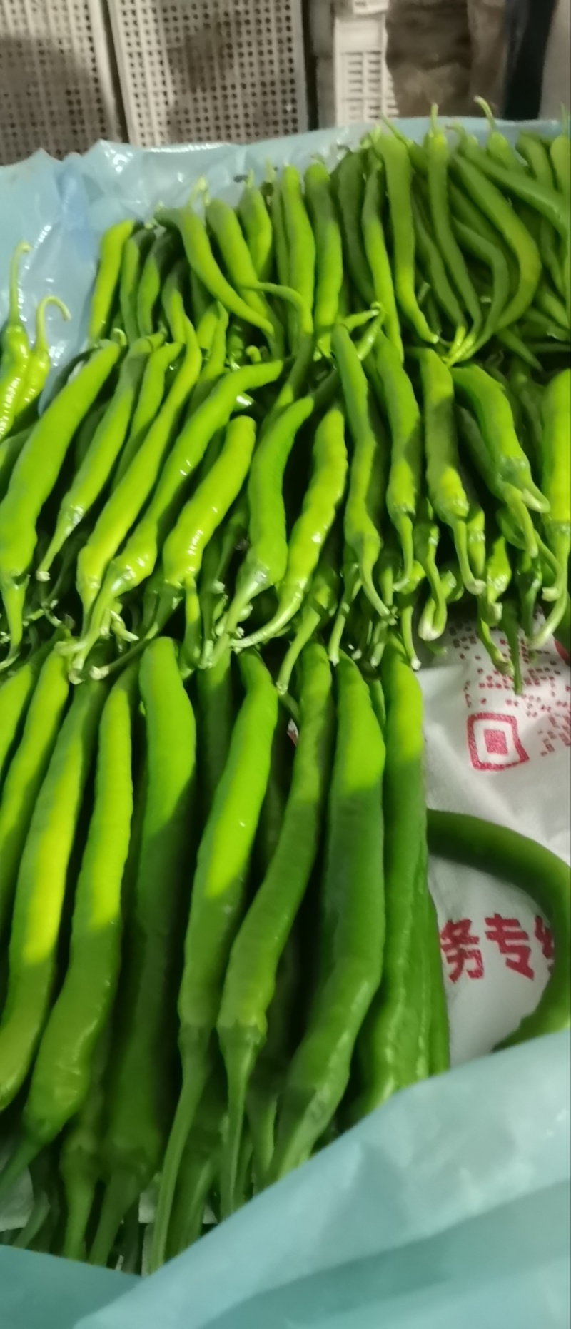 山东精品芜湖辣椒，龙椒，线椒。大量上市。
