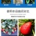【包运费】40斤海藻鱼蛋白桶肥海藻肥水溶肥冲施肥肥料