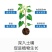 【包运费】40斤海藻鱼蛋白桶肥海藻肥水溶肥冲施肥肥料