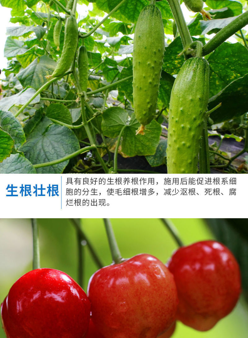 【包运费】40斤海藻鱼蛋白桶肥海藻肥水溶肥冲施肥肥料
