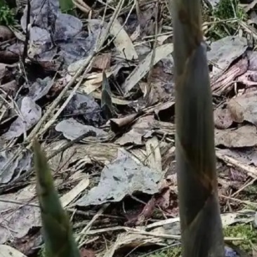 山竹笋