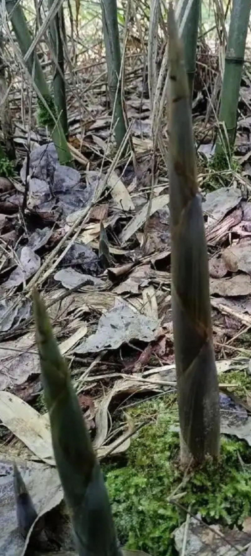 山竹笋