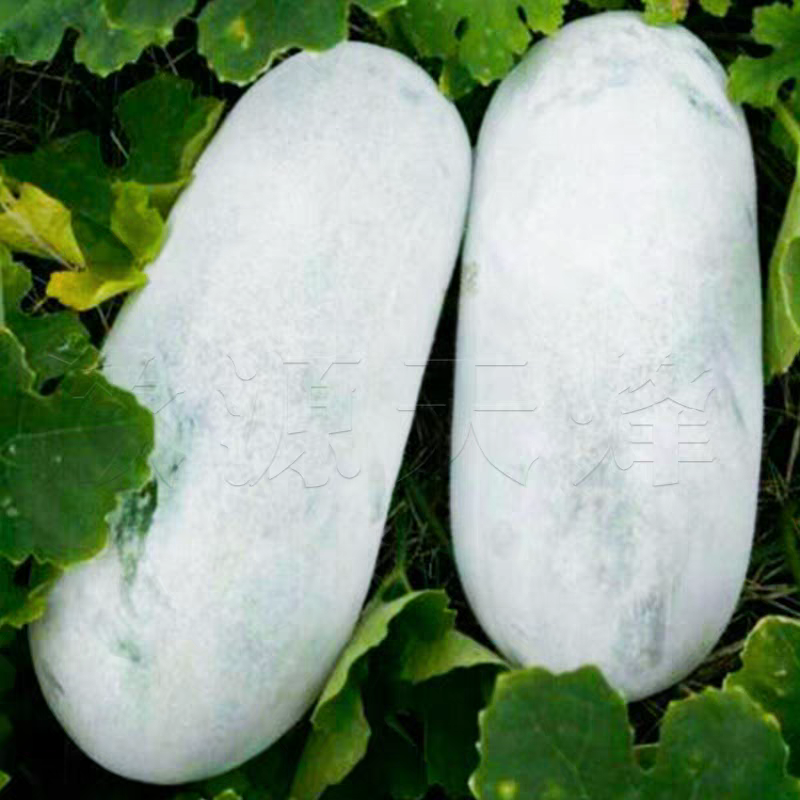 白皮冬瓜湖北产地大量有货，保质保量，可视频看货