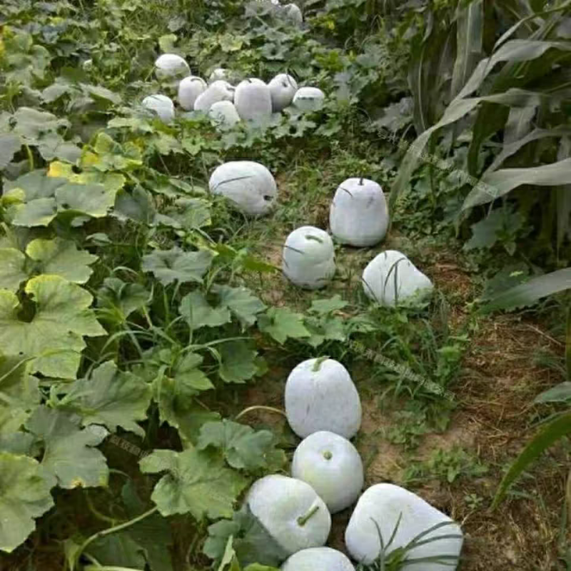 白皮冬瓜湖北产地大量有货，保质保量，可视频看货