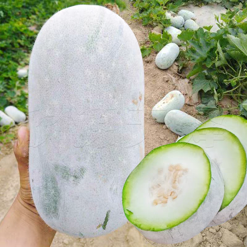 白皮冬瓜湖北产地大量有货，保质保量，可视频看货
