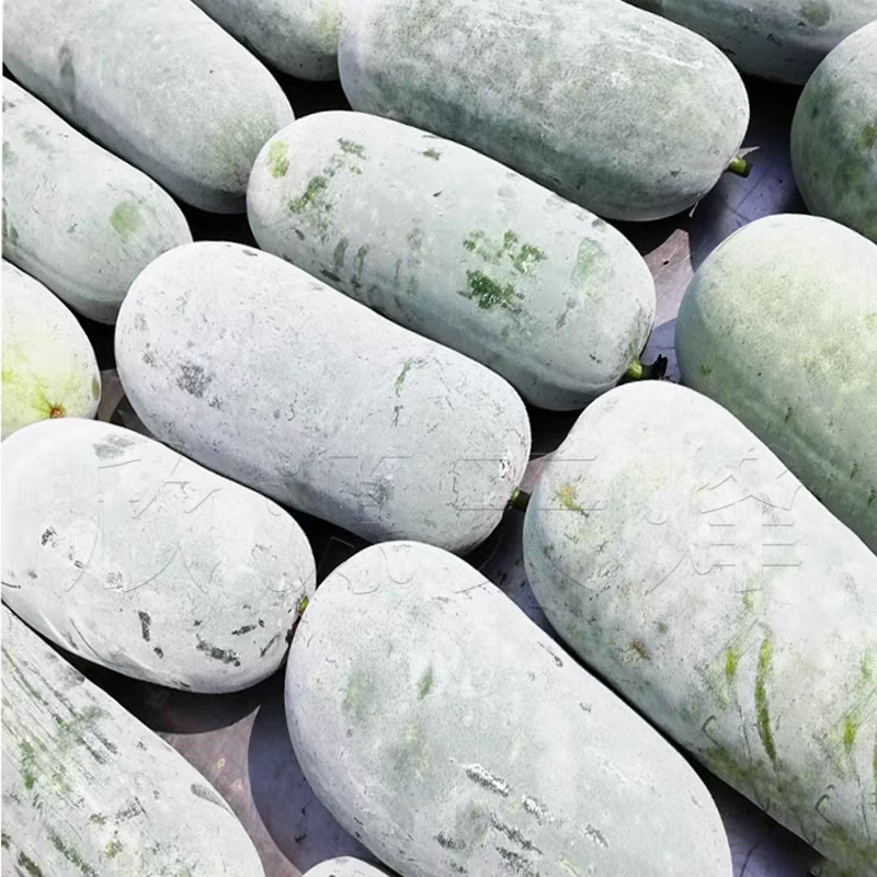 白皮冬瓜湖北产地大量有货，保质保量，可视频看货
