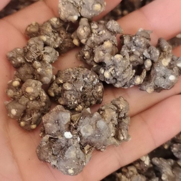 精品猫爪草干货