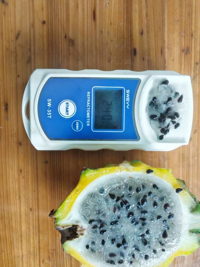 海南三亚基地燕窝果