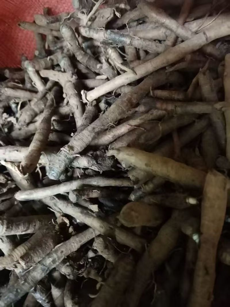 优质仙茅根部云南产地直供，，货量充足，全国无死角代收代卖，