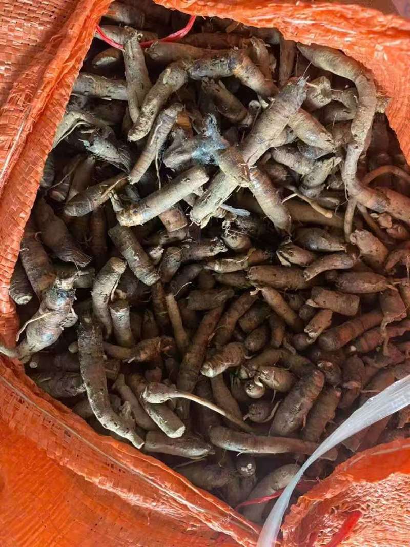 优质仙茅根部云南产地直供，，货量充足，全国无死角代收代卖，