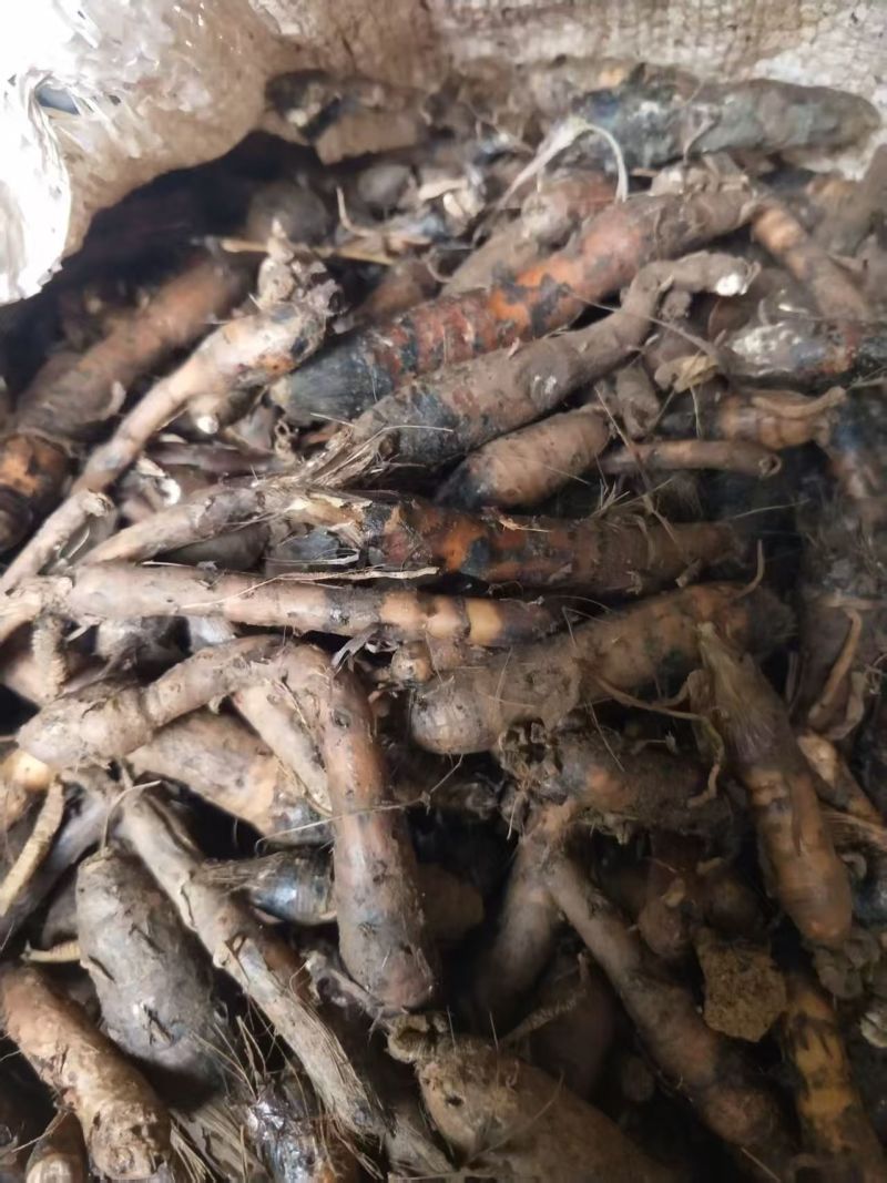 优质仙茅根部云南产地直供，，货量充足，全国无死角代收代卖，