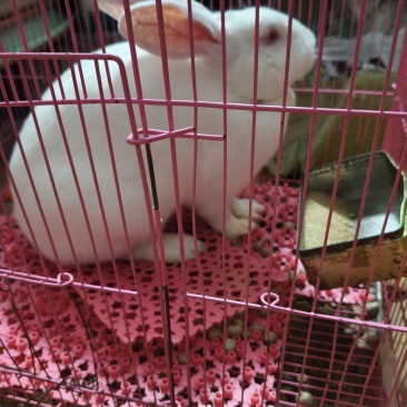 销售兔子