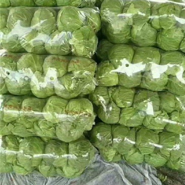 精品中甘甘蓝大量上市，量大从优，全国发货，欢迎致电