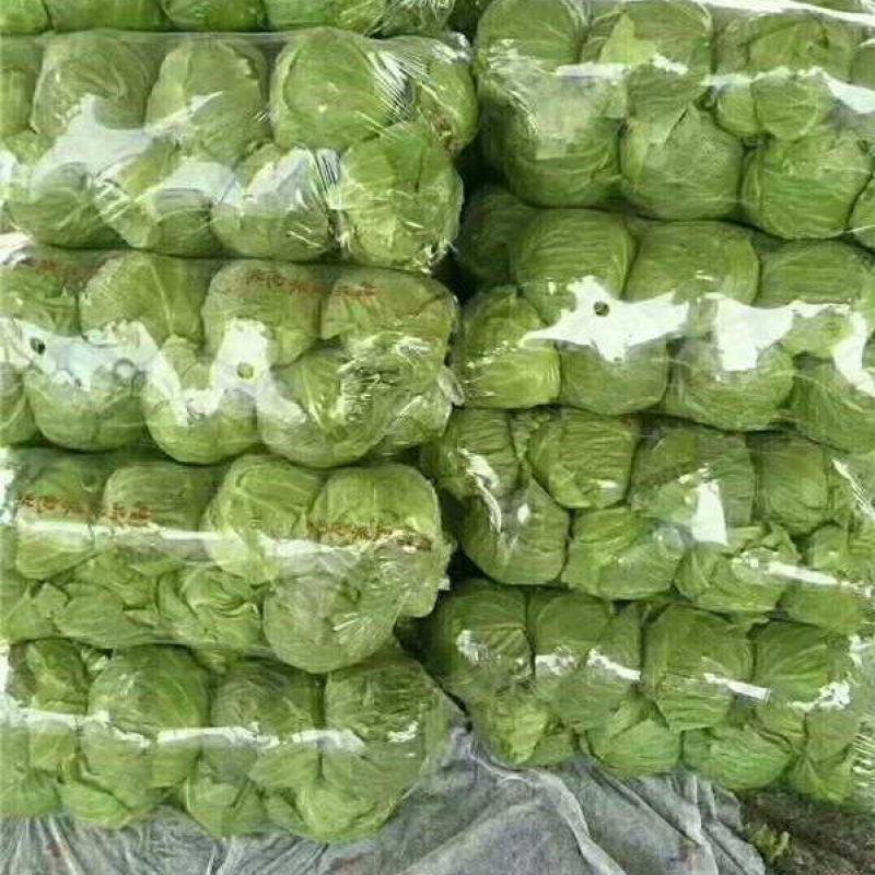 精品中甘甘蓝大量上市，量大从优，全国发货，欢迎致电