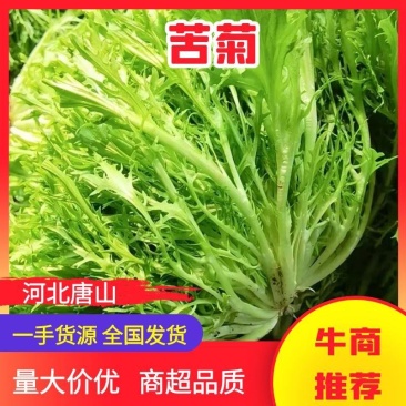 【推荐】河北苦菊供应市场商超一手货源保质保量