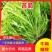 【推荐】河北苦菊供应市场商超一手货源保质保量