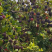 云南特早