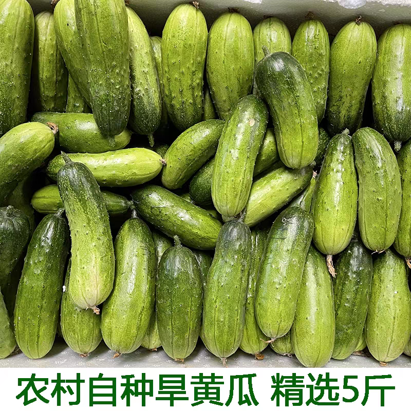 水果黄瓜，湖北产地大量有货，保质保量，可视频看货