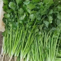 精品大叶香菜支持团购电商商超直播带货一件代发欢迎联系