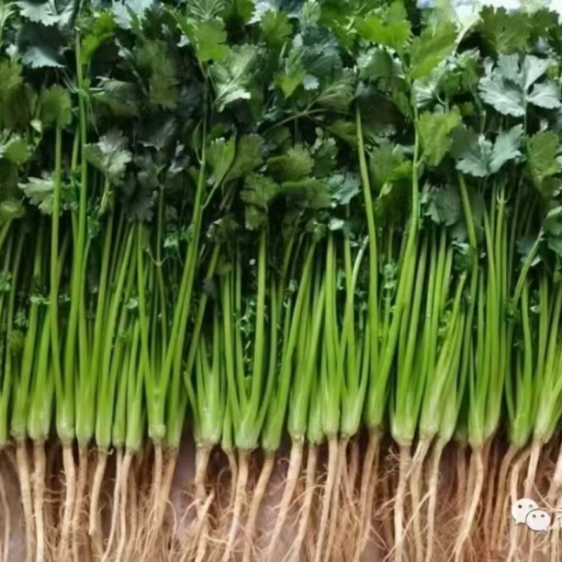 精品大叶香菜支持团购电商商超直播带货一件代发欢迎联系