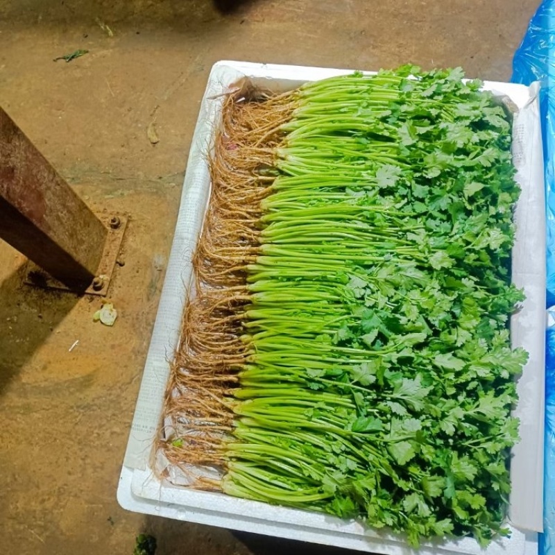 精品大叶香菜支持团购电商商超直播带货一件代发欢迎联系