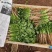 精品大叶香菜支持团购电商商超直播带货一件代发欢迎联系
