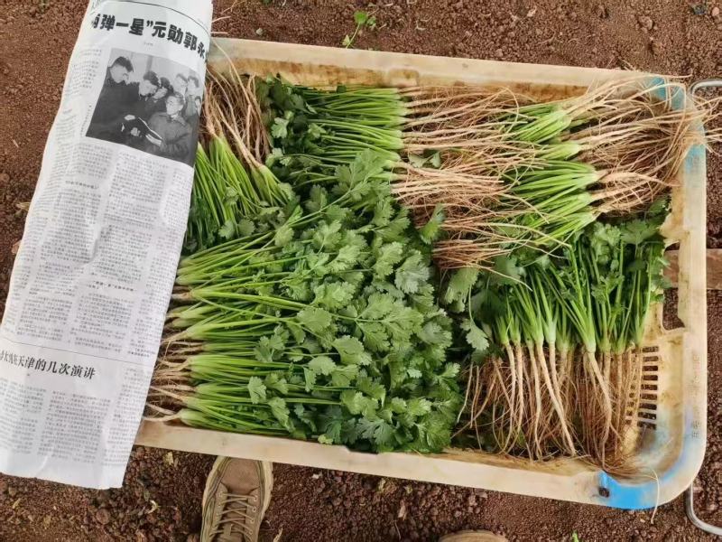 精品大叶香菜支持团购电商商超直播带货一件代发欢迎联系