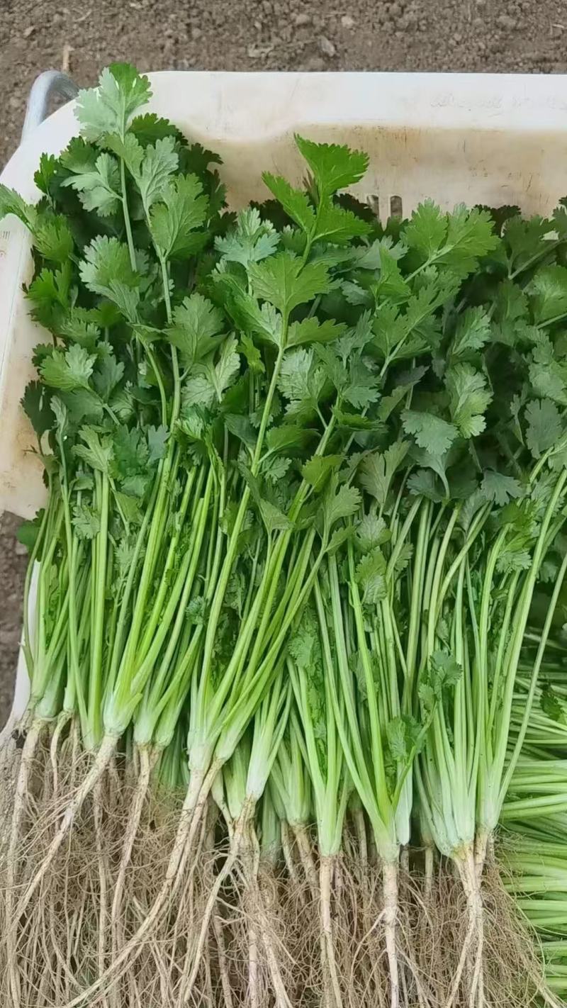 精品大叶香菜支持团购电商商超直播带货一件代发欢迎联系