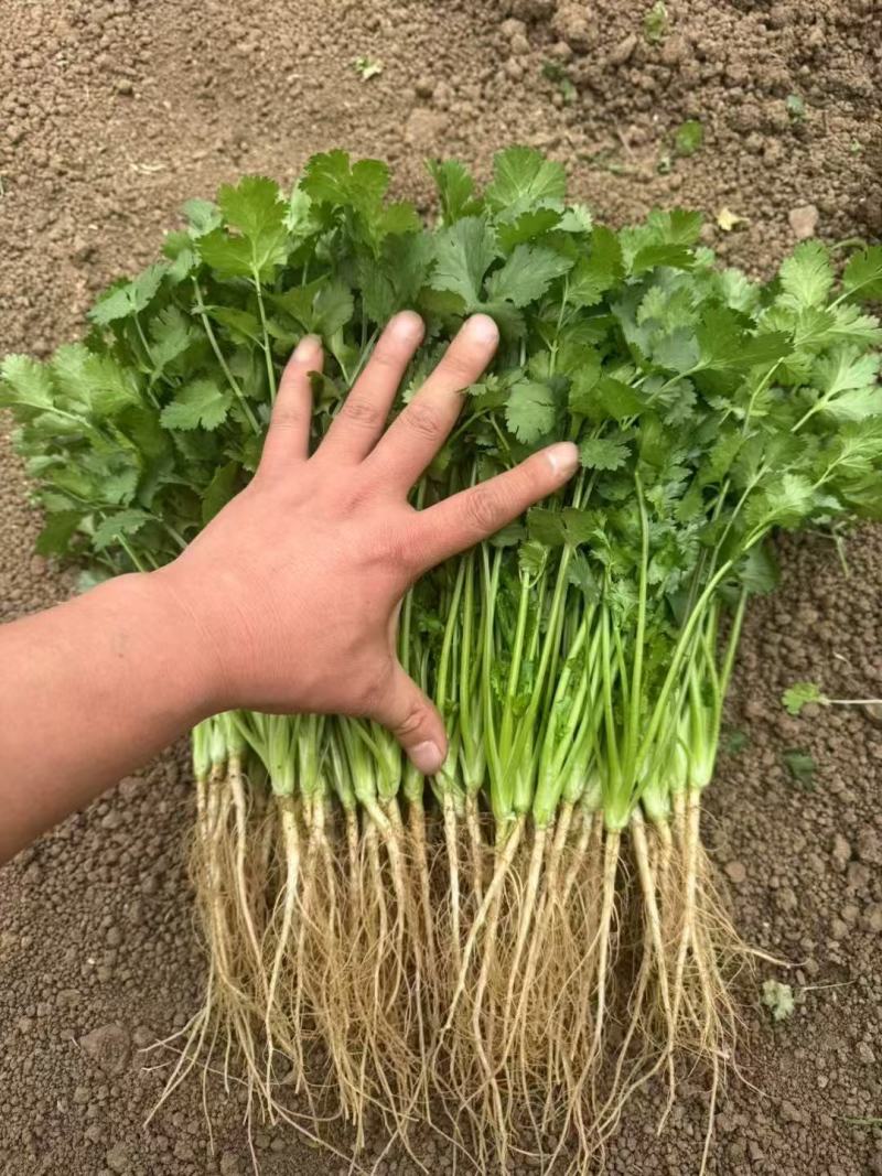 精品大叶香菜支持团购电商商超直播带货一件代发欢迎联系