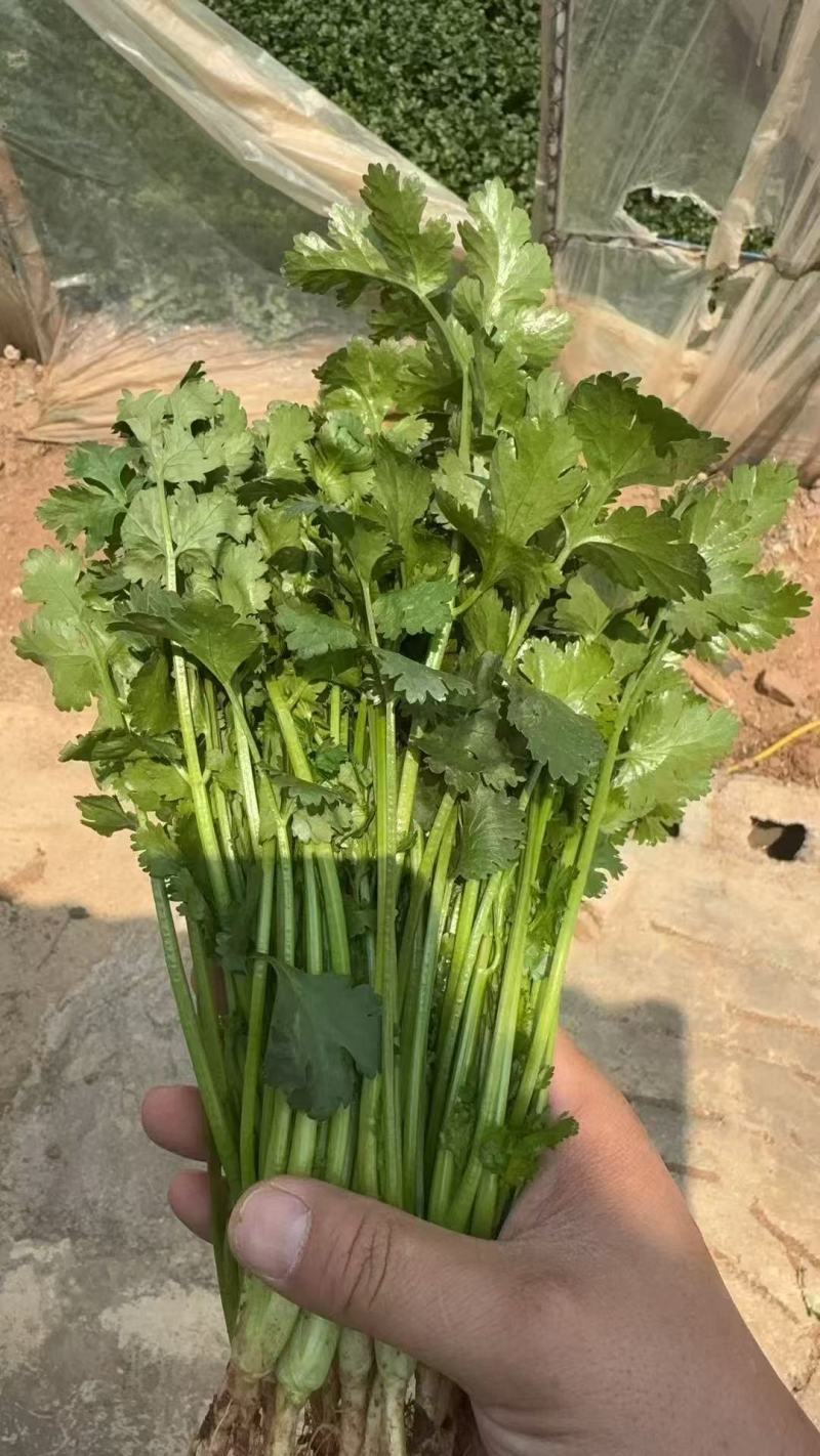 精品大叶香菜支持团购电商商超直播带货一件代发欢迎联系