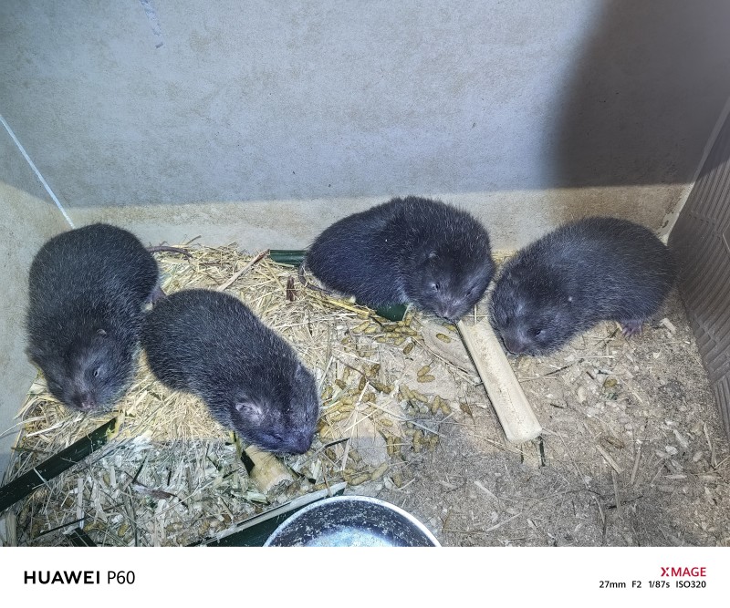 人工养殖优质中华鼠种苗