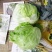 大面积生菜球，露天生菜球，欢迎各大客商采购